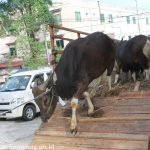 hewan_qurban