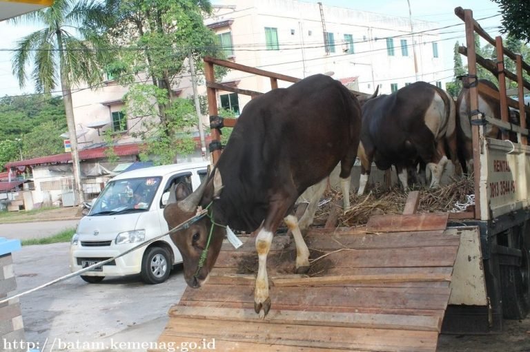 hewan_qurban