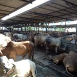 tempat-pemotongan-hewan-kurban-di-depok-akan-menerapkan-penjualan_210704174101-581
