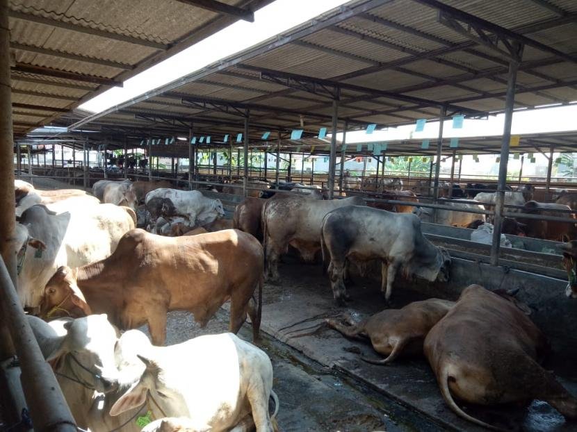 tempat-pemotongan-hewan-kurban-di-depok-akan-menerapkan-penjualan_210704174101-581