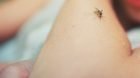 Mosquito,Sits,On,Human,Skin.,Pain,,Danger,Of,Infection.,Dangerous