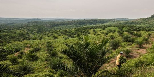kelapa sawit