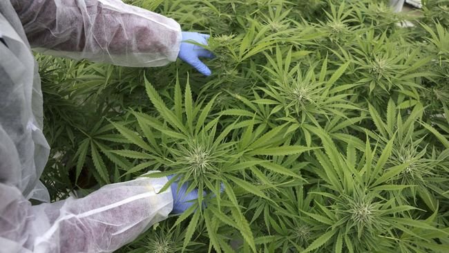 penampakan-yeruham-ibu-kota-ganja-medis-israel-5_169