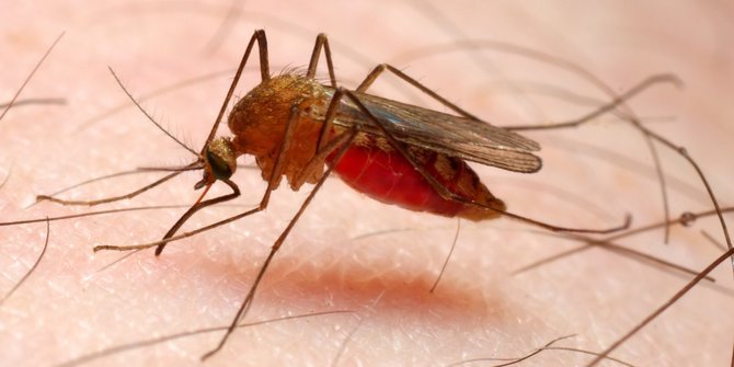 wabah-besar-malaria-di-ethiopia-dipicu-serbuan-nyamuk-dari-asia