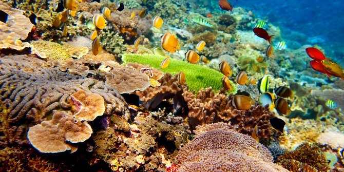 10-persen-spesies-hewan-dan-tumbuhan-laut-terancam-punah