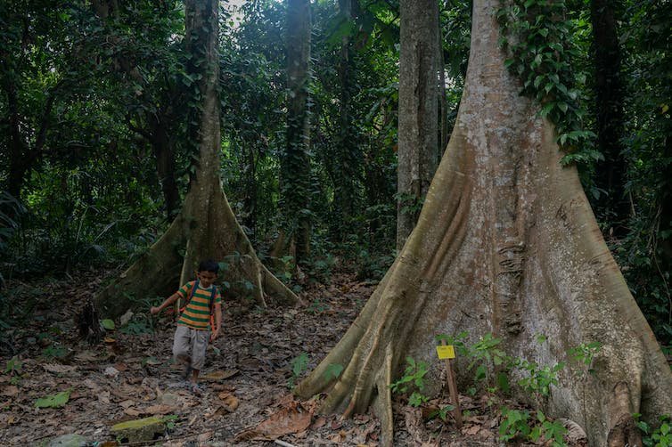 Hutan Sulawesi
