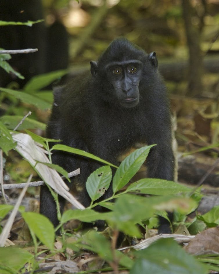 Yaki atau monyet hitam sulawesi in di kawasan konservasi Tangkoko - Dua Saudara,
