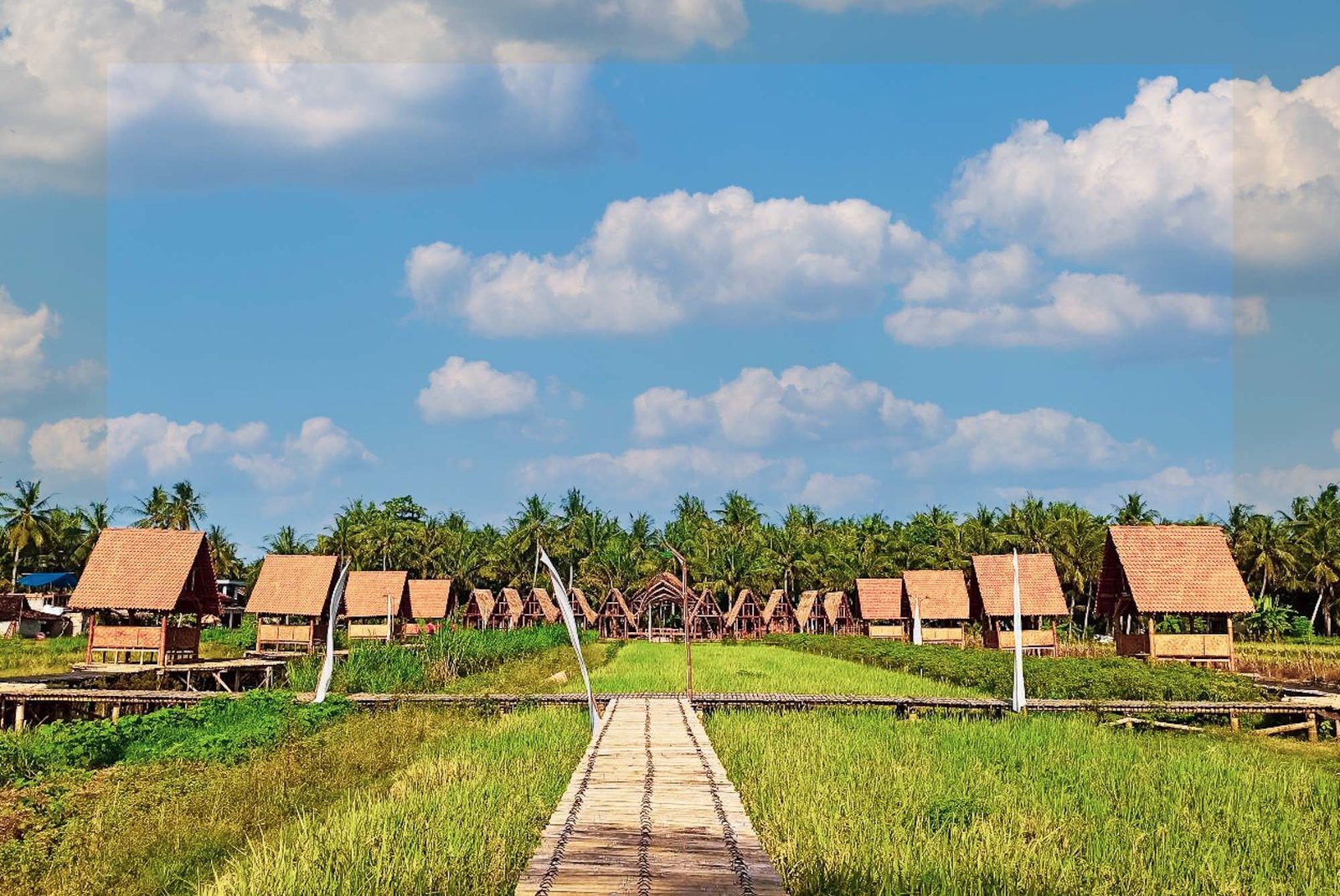 sawah-surjanjpg