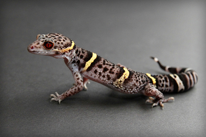 Scientists are accidentally helping poachers drive rare species to extinction