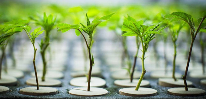 How the Cannabis industry is set to change in 2018