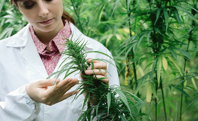 Ways you can enter the growing cannabis industry