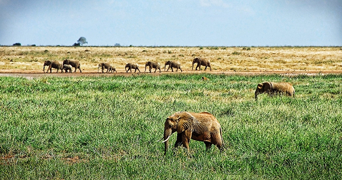 What makes East Africa a perfect safari destination?