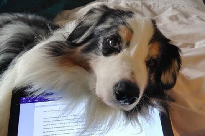 PhD therapy animals