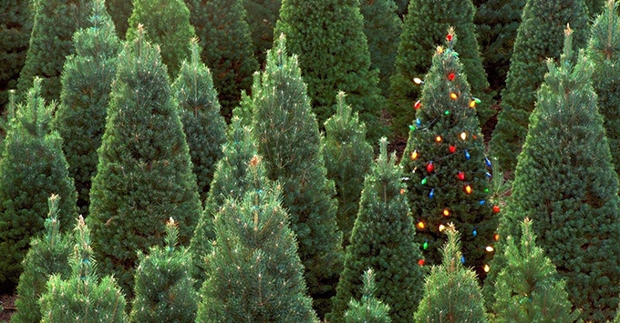 Dreaming of a green Christmas? Here are five ways to make it more sustainable
