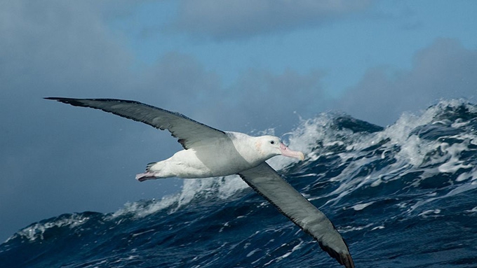 How we recruited albatrosses to patrol the high seas for illegal fishers
