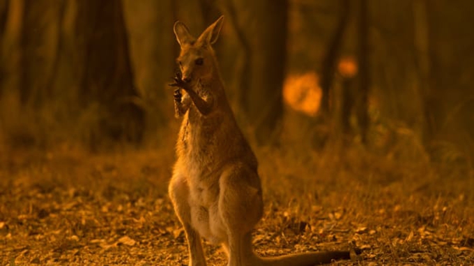 Post-bushfires, Australian universities must lead a smokeless debate