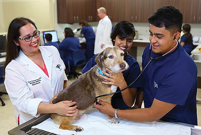 6 Reasons to become a Veterinary technician