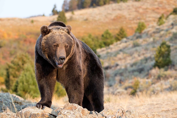Don’t feed the bears! How parks get visitors to protect nature