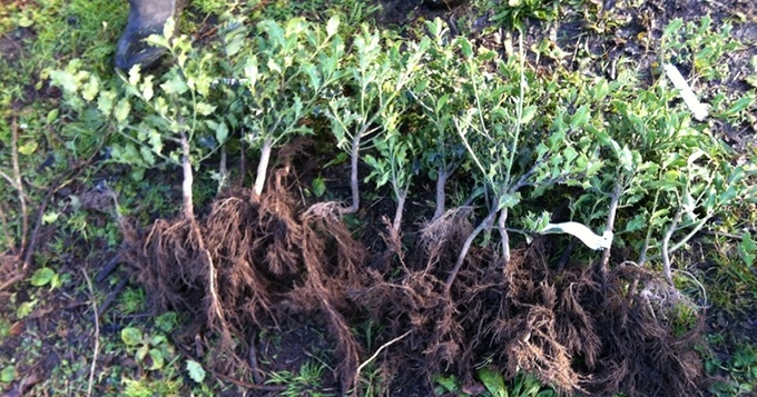 «1 2 3 Plant'haie! »: Grow the eco-citizens of tomorrow