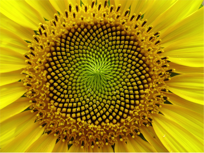 Arithmetic has a biological origin – it’s an expression in symbols of the ‘deep structure’ of our perception