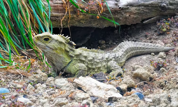 Could dinosaurs be the reason humans can’t live for 200 years?