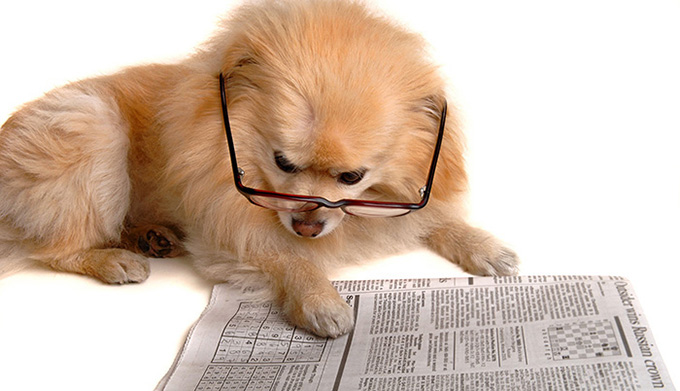 dogpaper