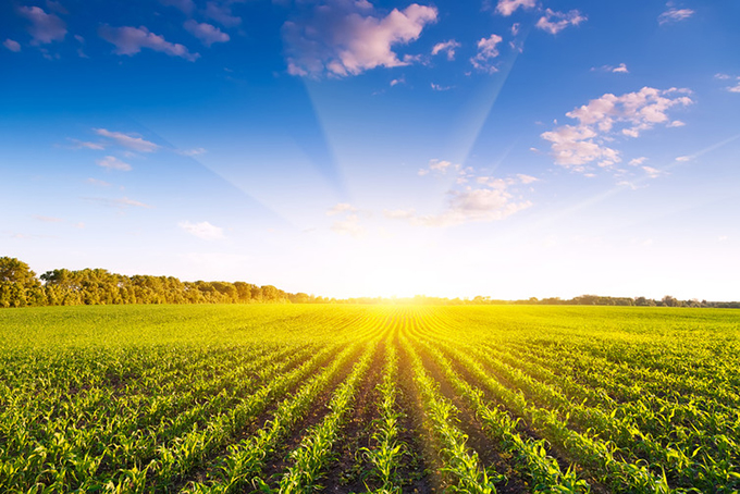 Phosphorous boosts crop yields. Shutterstock